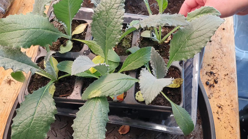 Hjärtblad och karaktärsblad